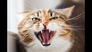 1 Hour of scary amp angry Cat sound  ساعة من صوت قطط غاضبة عالي و مخيف [upl. by Peednama686]