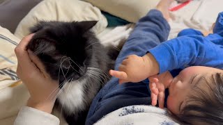 抱きつき甘える猫と2歳児に寄り添う猫 ノルウェージャンフォレストキャット ラガマフィンA hugging cat and a cuddling cat [upl. by Akenot165]