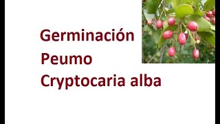 Germinación semillas de Peumo  Cryptocaria alba  Anum [upl. by Eneliak]