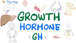 Growth Hormone GH  Somatotropin  Dwarfism Gigantism Acromegaly  Endocrine Physiology [upl. by Yedoc]