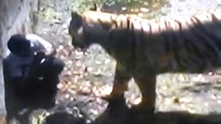 Raw Footage Mar Gayaquot  Onlookers Chilling Remarks as Tiger Mauls Youth in Delhi Zoo [upl. by Thibault302]