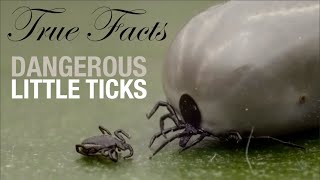 True Facts Dangerous Little Ticks [upl. by Lahcim]