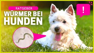 WÜRMER BEI HUNDEN  Infektion Symptome Risiken Behandlung [upl. by Boycie114]