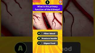 What is the primary function of the kidneys [upl. by Egiap954]