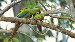 Guacamaya Verde Limón Cantando Sonido para Llamar El Mejor [upl. by Red]