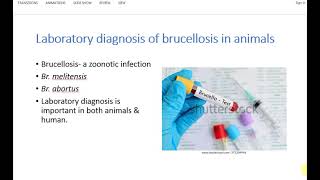 Laboratory Diagnosis of Animal Brucellosis  Ring Test Rose Bengal test  Medical Microbiology [upl. by Zippel]