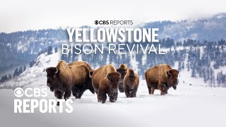 Yellowstone Bison Revival  CBS Reports [upl. by Steinke]