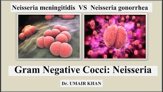 Neisseria I Gram Negative Cocci I Neisseria meningitidis VS Neisseria gonorrhoeae I Bacteriology [upl. by Regni]