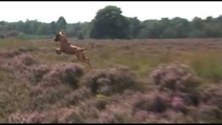 Rhodesian Ridgeback quotPronkingquot [upl. by Semreh]