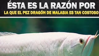 Está es la razón por lo que el pez dragón de Malasia es tan costoso 🤯 [upl. by Seuqirdor464]