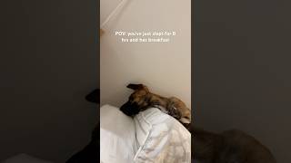 Foster dad’s pillow is the BEST✨ sleepydog puppylife puppyvideos puppyshorts dogtherapy [upl. by Sajet247]