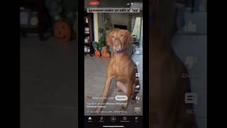 ⁠ Georgiathevizsla rate the edit [upl. by Irap734]