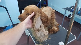 Grooming A Matted Cocker Spaniel With Flees [upl. by Pope]