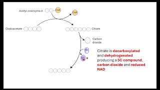 Krebs cycle  OCR A ALevel Biology 522 Respiration [upl. by Ahsemot]