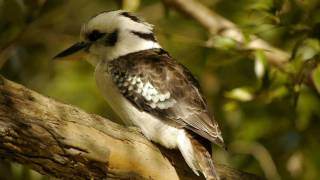 Kookaburra Dacelo novaeguineae in a Tree  Jägerliest im Baum 1 [upl. by Airogerg581]