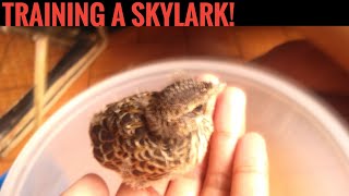 Skylark Bird Training [upl. by Jimmie]