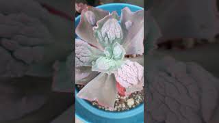 Echeveria Etna carunculada [upl. by Ecyor]