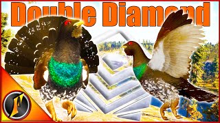 Double Capercaillie Diamond on Revontuli Coast [upl. by Frere810]