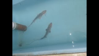 Large Amu Darya shovelnose sturgeons Nukus Balyk fish hatchery Nukus Uzbekistan 01112024 [upl. by Roxane]