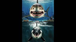 Killer Orca Whale vs Megalodon vs  Dolphin shark blue whale turtle seal octopus [upl. by Eiliah]