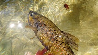 Pesca alla trota in torrente  Le trote che Voglio [upl. by Airdnola]