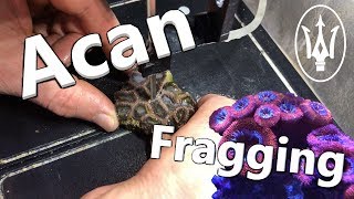 Coral Propagation 101 Fragging Acans and Favia [upl. by Eetse86]