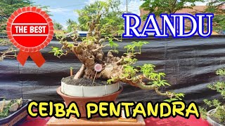 BONSAI RANDU CEIBA PENTANDRA [upl. by Amme274]