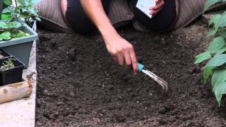 Spacing for Planting Romaine Lettuce  The Chefs Garden [upl. by Brawner]