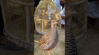 Teetar ka awaz  Teetar ki boli  Grey francolin sound  Francolin Voice youtubeshorts shortvideo [upl. by Baese340]