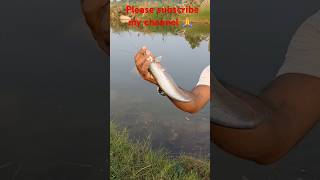 Catching and Release 🤔 Wallago Fish shots [upl. by Morena]