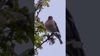 Singing Chaffinch shorts [upl. by Joya333]