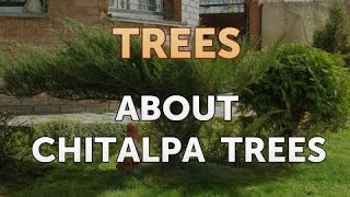 About Chitalpa Trees [upl. by Ttergram]