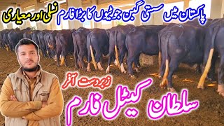 REALLY SUPERB Gabban Jhotian FARMING Business  BUFFALO Dairy FARMING PLAN  Sultan Cattle Farm [upl. by Jae]