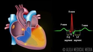 Cardiac Conduction System and Understanding ECG Animation [upl. by Ynoble]