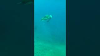 Sea turtle near Athens beach live summer [upl. by Blaire]