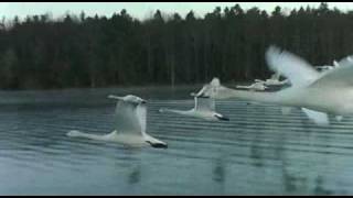 Swans  from quotwinged migrationquot [upl. by Edrahs]