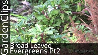 Broadleaved Evergreens Part 2  Cotoneaster  Leucothoe  Kalmia  Daphne [upl. by Eelac]