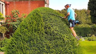 Trimming Large Yew by Makita Hedge Trimmer [upl. by Licec]