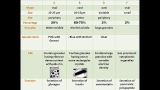 2020 endocrine pancreas [upl. by Gibert]