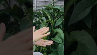 Using Comfrey as an Organic Fertilizer fertilizer comfrey [upl. by Aurora]