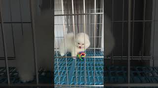 pomeranian pomtcup pomeranianpuppy sugarglider humster guineapiug fooddog [upl. by Ruscio]