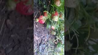 Rainy day strawberry shorts shortsvideo garden [upl. by Adrell916]