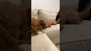 Cavapoo puppy play in slow motion cavapoo puppy pet dog [upl. by Baumann]