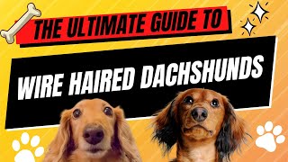 🐾 The Ultimate Guide to Wire Haired Dachshunds Characteristics Care and More 🐕 [upl. by Aikemal]