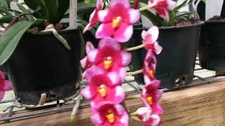 Sarcochilus Orchids [upl. by Winsor]