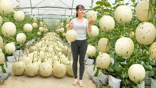 Harvesting Milk Melon Goes To Countryside Market Sell  Grow Clean Vegetable  Free Bushcraft [upl. by Lull]