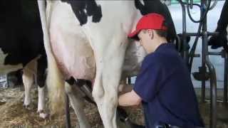 What is Holstein Association USA All About [upl. by Sivatnod147]