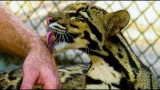 Clouded Leopard  Making Cute Sounds  Wildlife  Michelle Goosen [upl. by Anihs]