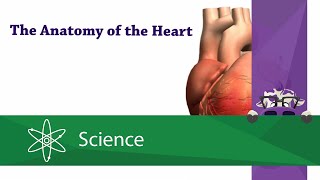 Heart Valves Anatomy Animation [upl. by Carissa]