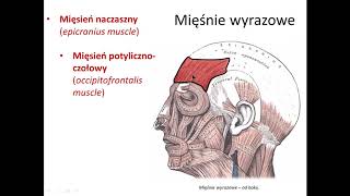 Mięśnie głowy wstęp [upl. by Eiddal]